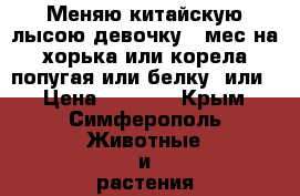 Меняю китайскую лысою девочку 5 мес на хорька или корела попугая или белку .или  › Цена ­ 4 000 - Крым, Симферополь Животные и растения » Грызуны и Рептилии   